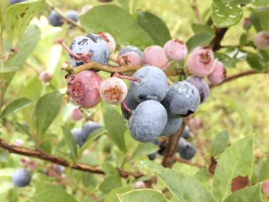 Blueberry Becky Blue Vaccinium ashei Becky Blue Rabbiteye 6 H 6 W Deciduous shrub heat and humidity tolerant Blooms mid to