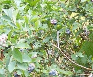 Blueberry Climax Vaccinium ashei Climax Rabbiteye 6-8 H 6 W Deciduous shrub heat and humidity tolerant Blooms early