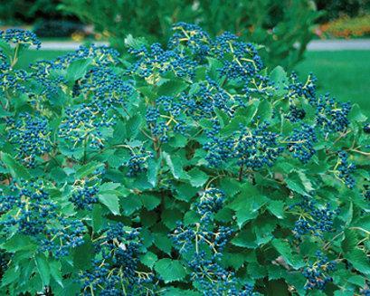 Arrowood Viburnum Blue Muffin 5-7 H 5-7 W Deciduous shrub Viburnum dentatum 'Christom' Creamy white summer flowers are followed by blue fruit in