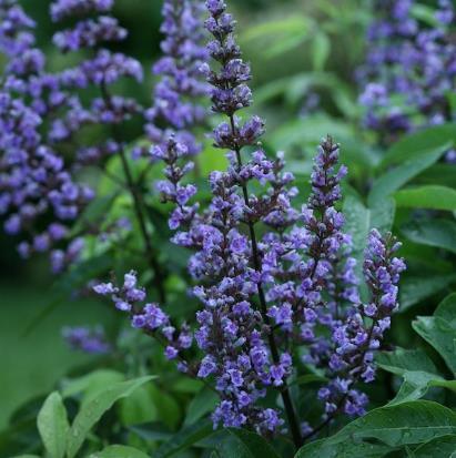 Blue Diddley Chastetree Vitex agnus-castus 'Blue Diddley' 3-6 H 12 W Deciduous Terminal clusters of fragrant violet flowers over an