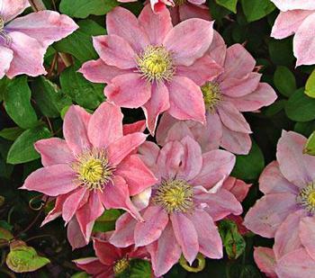Clematis 'Innocent Blush' 6-8 H 12 W Large 5-7 semi-double dark rose blossoms with lighter pearl pink accents Blooms early summer with a