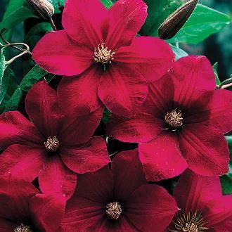 Clematis Cardinal Red' 6-10 H 12 W Large 4-6 crimson red blossoms with contrasting cream colored antlers Blooms July