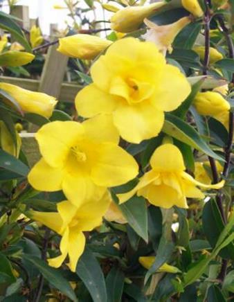 Jasmine Combo Pot Gelsemium s. - Pride of Augusta and rankinii Enjoy beautiful yellow flowers nearly half the year.
