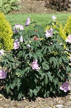 Rose of Sharon Pollypetite 4 H 4' W Ball-shaped shrub