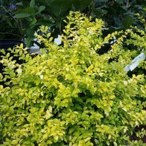 Sunshine Ligustrum Ligustrum sinense Sunshine 3-6 H 4-5 W Year round gold foliage Fast growing compact shrub