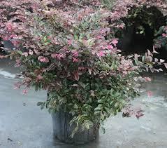 3-8 H 3-6 W Evergreen Foliage emerges burgundy-green maturing to bronze-green or green Low spreading and arching Fragrant pink flowers late