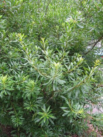 To 20 H 6-12 W Evergreen multi-stemmed native shrub; attractive bark Separate