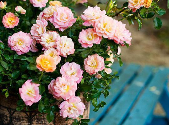 12-24 H 24 W Floriferous dwarf shrubs Soft peach blooms cover the plant from mid-spring to the first hard freeze of late Fall Strong