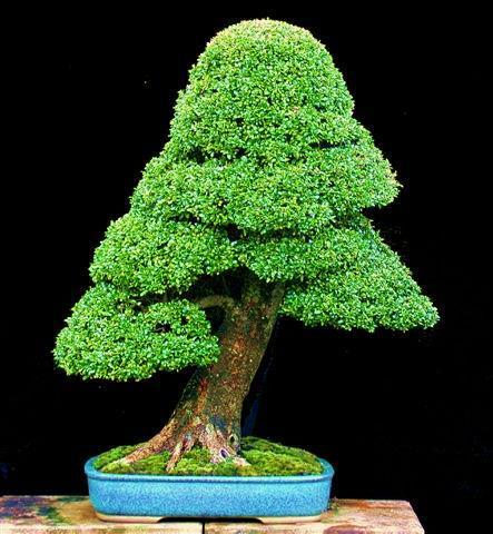 His focus will be on Bunjin style and displaying Bonsai correctly. There will be lectures/ demonstrations, workshops, a bonsai show, and vendors.