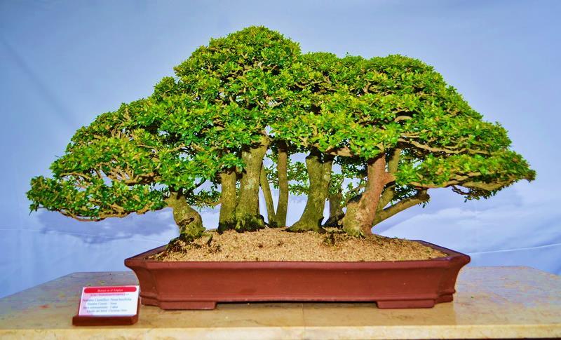 Pedro Morales will again be having his 4-day Tropical Bonsai School at Timeless Trees. It is a great way to learn and work on your stock here in the Houston area.