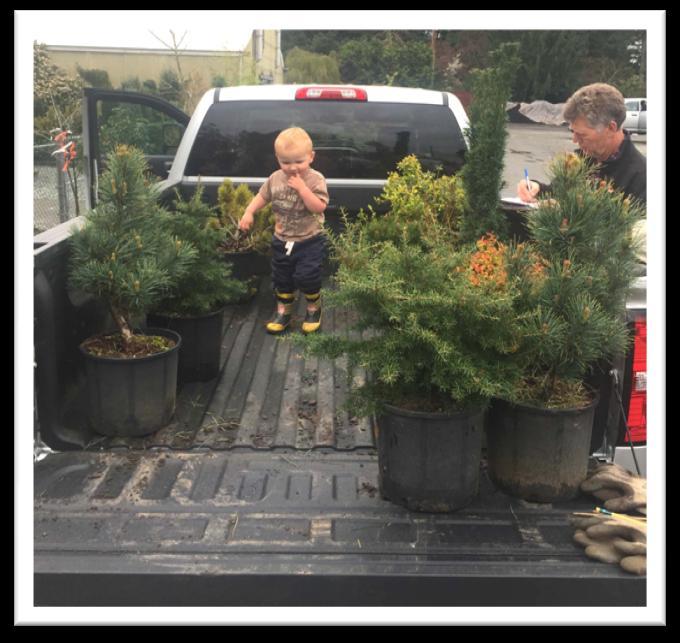 We tried to follow some of the suggestions we discussed at the March meeting about tree selection. The 3 gallon white pine section had about 60 trees.