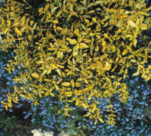 Blondy Wintercreeper Euonymus fortunei Interbolwi PP10424 Size: 18-24"H x 18-24"W Zone 5 Foliage: variegated Form: mounded Blondy is a tidy, mounded form of