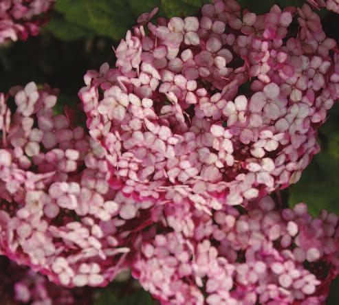 Incrediball Blush has huge rounded flowers, which are a silvery-pink. This reblooming cultivar produces flowers all season, and its stout stems keep the flowers upright.