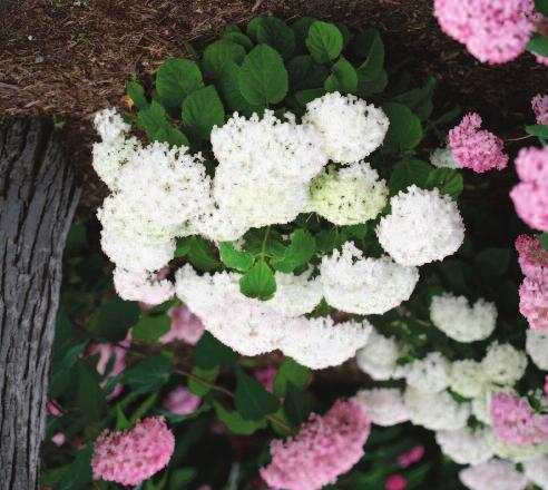 Invincibelle Wee White Hydrangea Hydrangea arborescens NCHA5 PPPAF Size: 12-30"H x 24-36"'W Zone 3 Form: mounded The first dwarf Annabelle type Hydrangea!
