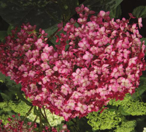 Invincibelle Ruby Hydrangea Hydrangea arborescens NCHA3 PP28317 Size: 3-4'H x 2-3'W Zone 3 Form: mounded Invincibelle Ruby has a unique two-toned effect!