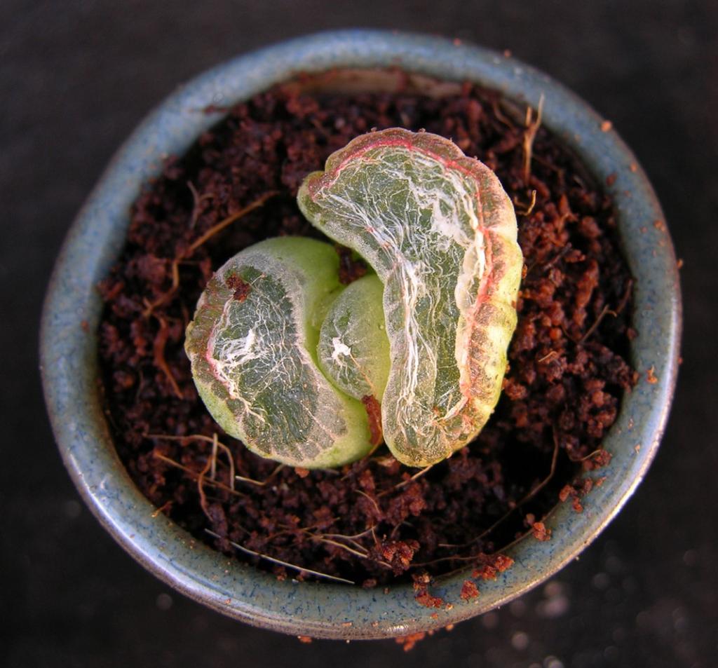 Bulbine mesembryanthemoides in a 2-inch pot.