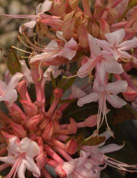 Wild Azalea (Rhododendron canescens) Adult nectar source Woody, deciduous shrub Height