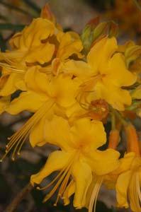 Florida Flame Azalea (Rhododendron austrinum) Adult nectar source Woody, deciduous shrub