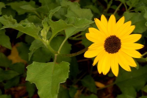 Swamp Sunflower (Helianthus angustifolius) Adult nectar source Erect, herbaceous perennial Height to 7 feet
