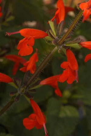 Tropical Sage (Salvia coccinea) Adult nectar source Herbaceous annual or short-lived