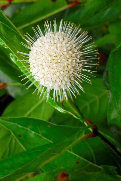Buttonbush (Cephalanthus occidentalis) Adult nectar source Weeping shrub