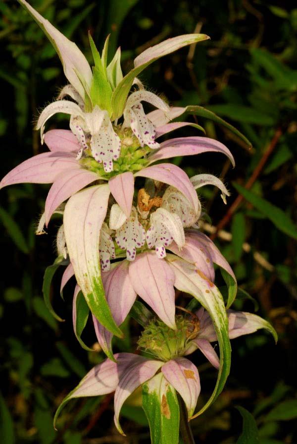 Dotted Horsemint (Monarda punctata) Adult nectar source Herbaceous
