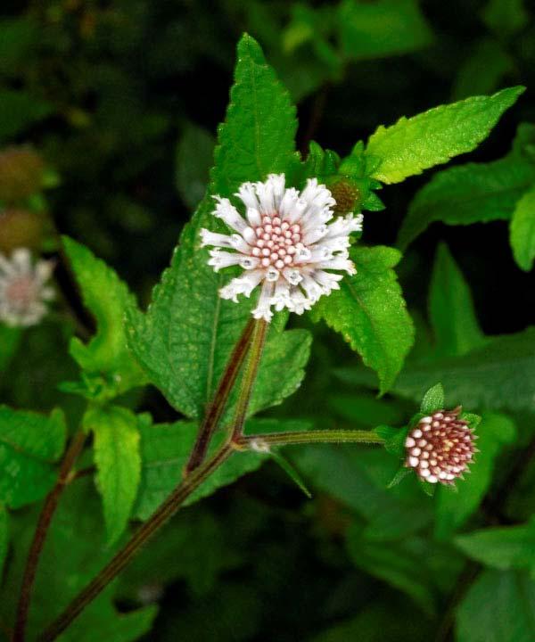 Snow Squarestem (Melanthera nivea) Adult nectar source Herbaceous perennial