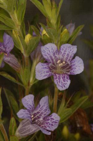 Twinflower (Dyschoriste oblongifolia) Larval host for: -Common Buckeye Erect or sprawling herbaceous