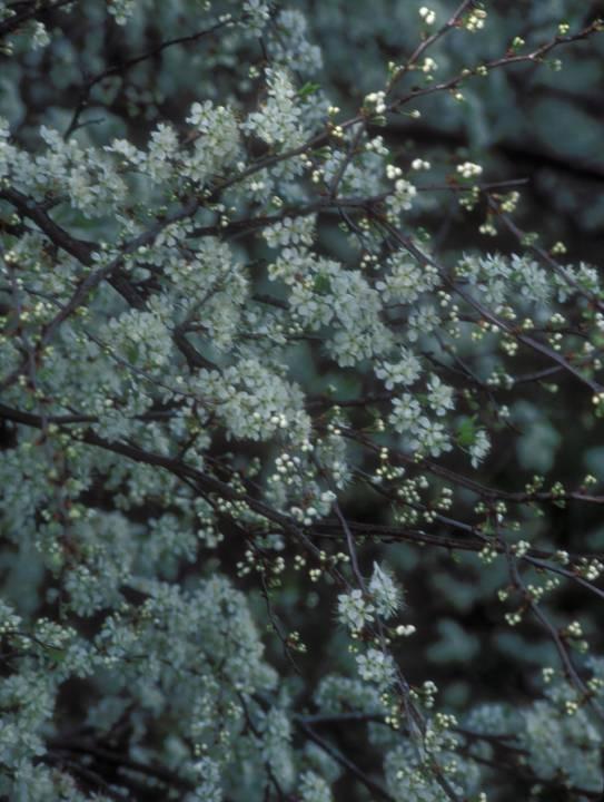 Hog Plum (Prunus umbellata) Adult nectar source Deciduous small tree Height to 35 Full sun to partial