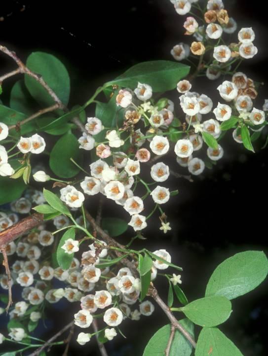 Sparkleberry (Vaccinium arboreum) Adult nectar source Larval host for: - Striped Hairstreak Woody shrub or