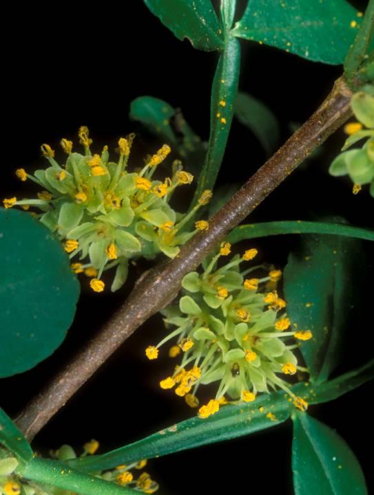 Wild Lime (Zanthoxylum fagara) Larval host for: - Giant Swallowtail Woody shrub or small tree Height