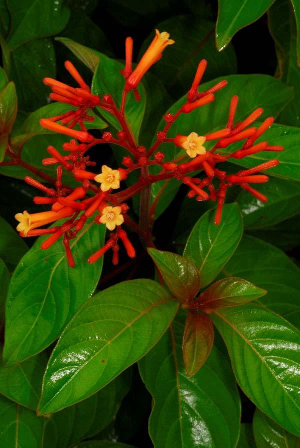 Firebush (Hamelia patens) Adult nectar source Woody shrub or small tree to 12
