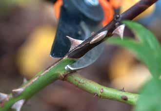 Experts will demonstrate the correct pruning and planting techniques to allow each one to reach its full potential.