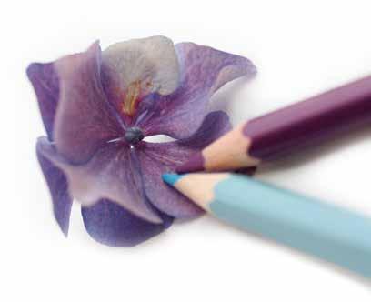 Techniques in Coloured Pencil for Beginners Wednesday 7 March 10.