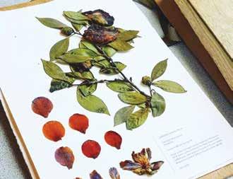 You will be taught to press specimens and use colour charts to record plants before pressing.