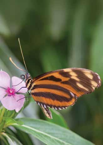 Photography Photography Butterfly Photography with Adrian Davies Thursday 25 January or Friday 2 February or Friday 9 February 8am to 12pm Tutor: Adrian Davies Immortalise the delicate beauty of