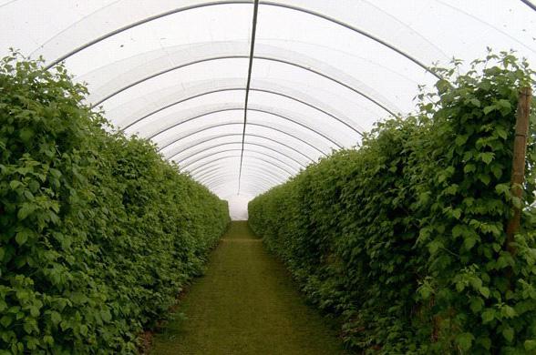 Hoop house cropping systems
