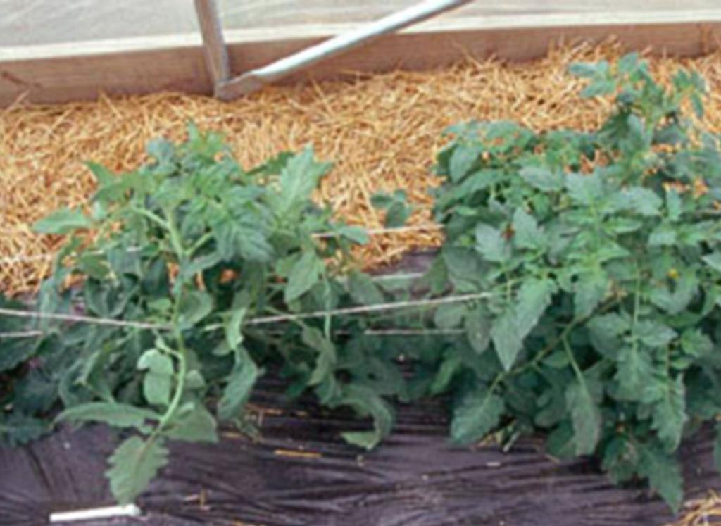 Weed management Mulches offer weed management options in the