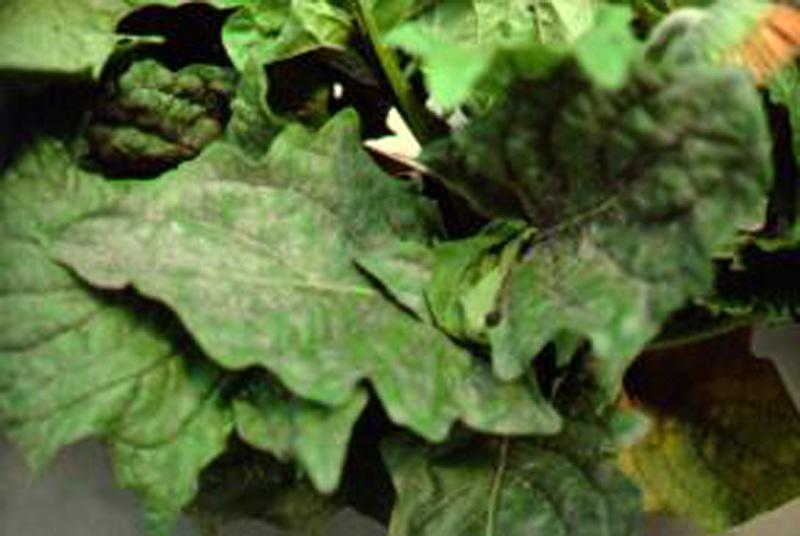 Common diseases in hoop houses: Leaf mold Canker Verticillium wilt Powdery mildew