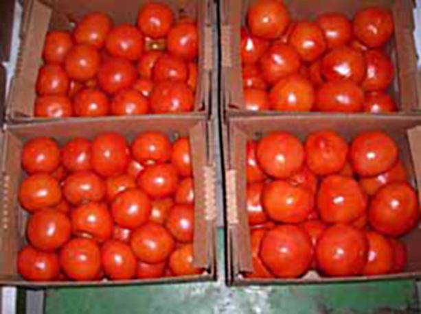 Net return - Hoop house tomato production Total costs $4,488 Revenues $8,750 * Net return $4,262 *Based on a yield of 3,500 pounds