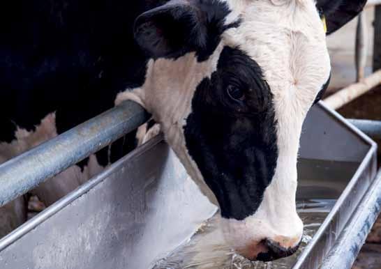 FARMING EQUIPMENT Drinking Troughs Cows consume approximately 20lt of water per minute - or the equivalent of 30% of the daily total - after each milking session.