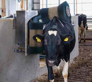 In Milkplan, we place strong emphasis on the brush s quality and design so that it rotates, swings and adapts to the different cow heights, cleaning both their backs and sides offering the best