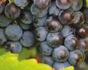 GRAPES APPLICATION GUIDELINES Apply Presidio when conditions favour disease development and prior to infection.