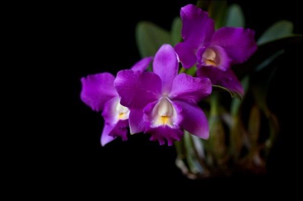 Subscribe Share Past Issues Translate RS August 2015 Newsletter View this email in your browser New Mexico Orchid Guild Newsletter November 2015 Our next regular meeting will be: November 8, 2015 at