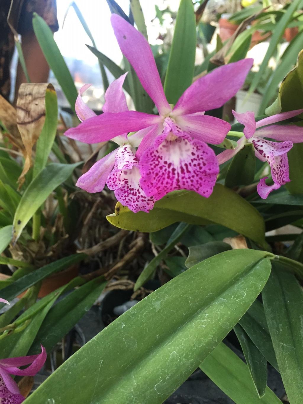 growing orchids. In regards to learning about orchids, he says I show up at the meetings I don t study, I don t go online, I don t look them up.