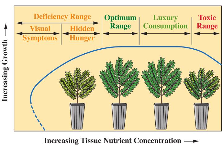 Figure 12.12 Fertilization is one of the most effective ways to increase plant growth, which follows a characteristic pattern.