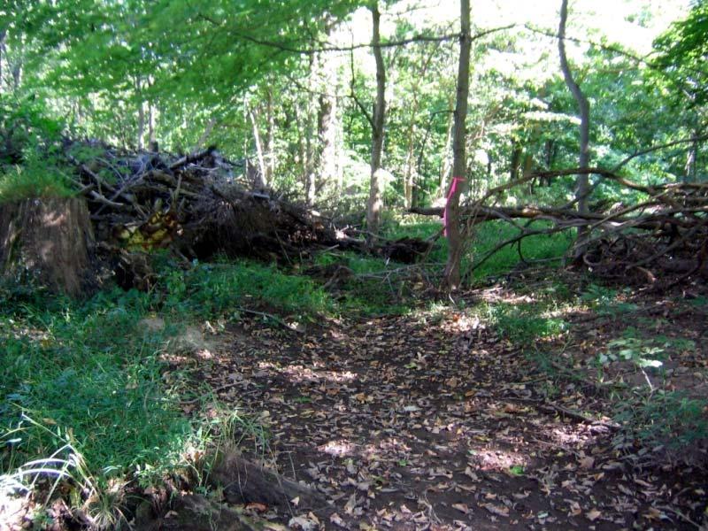 Photo 1: Area WB in 2005, northeastern end of the