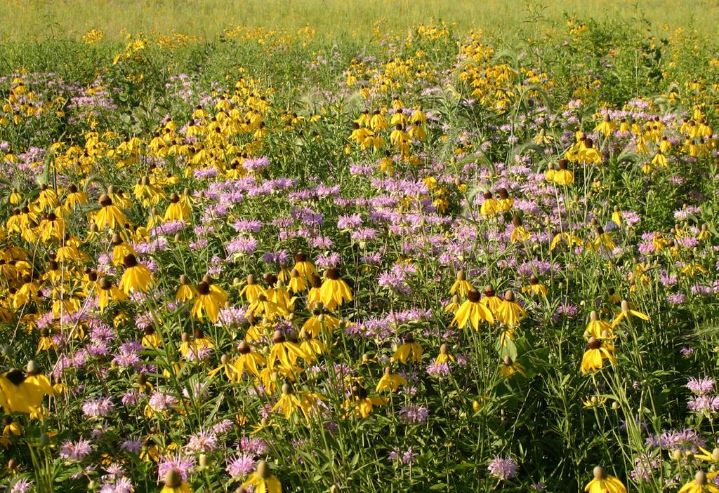 If there are significant quantities of biennial and perennial weeds such as sweet clover, Queen Anne s lace, or Canada thistle, monthly mowing should continue through August.
