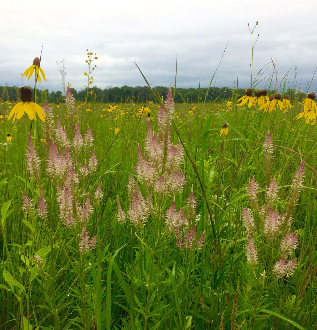 Prairie in mid-summer of the 2nd growing season showing Mountain Mint (Pycnanthemum virginianum), Canada Wild Rye (Elymus canadensis) and Yellow Coneflower (Ratibida pinnata) Year 3 By the third