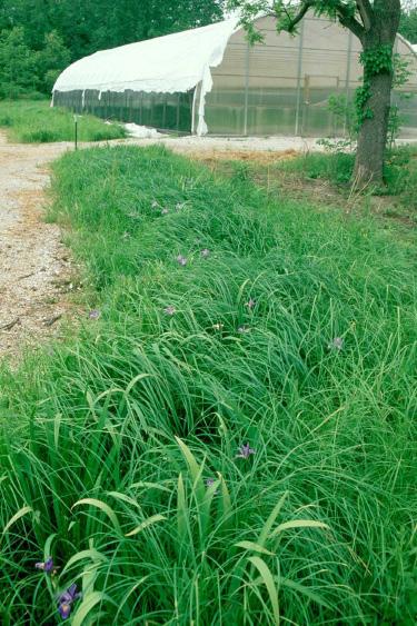 native vegetation. Vegetated swales serve to remove sediment, nutrients and other contaminants, increase infiltration, and beautify the development.